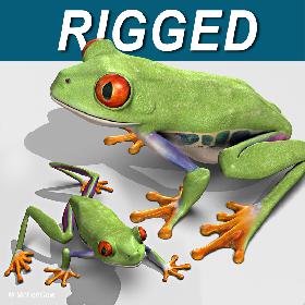 Red-Eyed Tree Frog